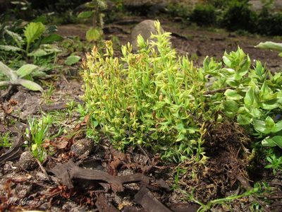 Lysimachia linum-stellatum, photographed by José Luis Camaño