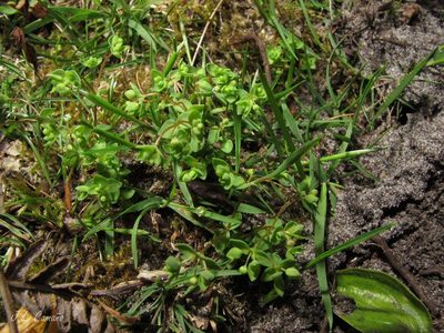 Radiola linoides, photographed by José Luis Camaño