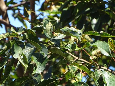Searsia chirindensis, photographed by Shaun Swanepoel