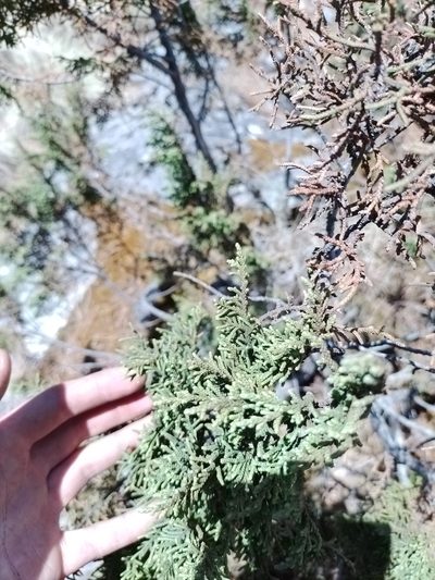 Juniperus monticola, photographed by Manuel Nicolás Madrigal Pérez