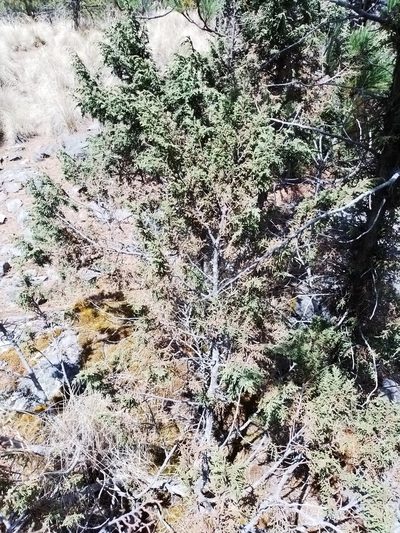 Juniperus monticola, photographed by Manuel Nicolás Madrigal Pérez