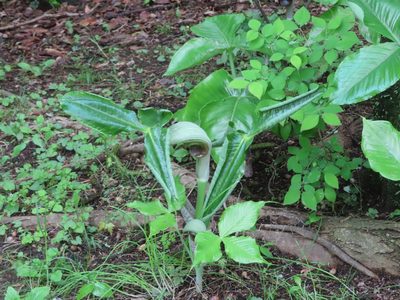 Arisaema ringens, photographed by mami_t_t
