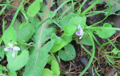 Viola hamiltoniana, photographed by mami_t_t