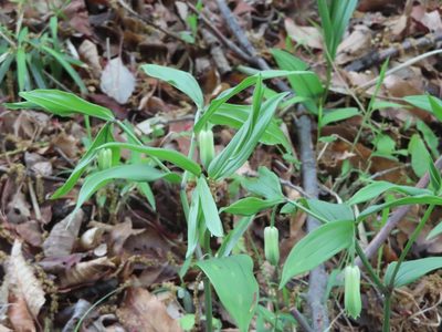 Disporum sessile, photographed by mami_t_t