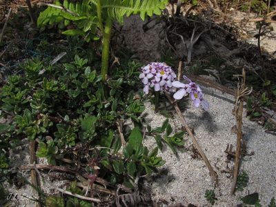 Iberis procumbens, photographed by José Luis Camaño