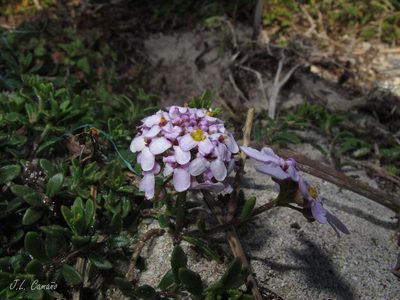 Iberis procumbens, photographed by José Luis Camaño