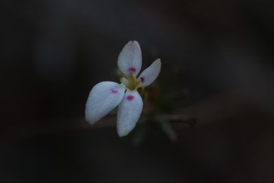 Stylidium repens, photographed by Hugo Innes