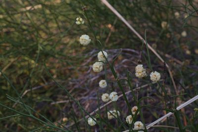 Acacia stenoptera