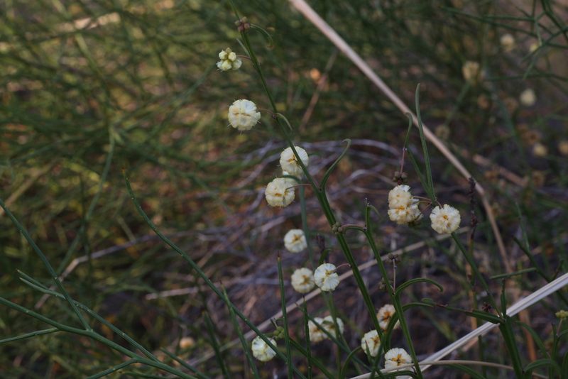 Acacia stenoptera, photographed by Hugo Innes