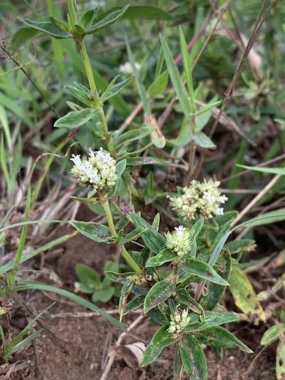 Agathisanthemum bojeri, photographed by Dave Richardson