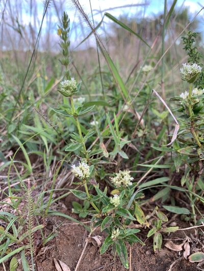 Agathisanthemum bojeri, photographed by Dave Richardson