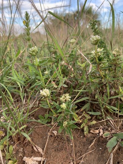 Agathisanthemum bojeri, photographed by Dave Richardson