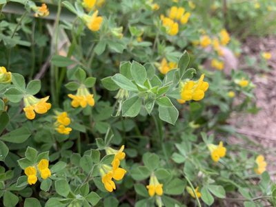 Lotus ornithopodioides, photographed by Katrin Simon