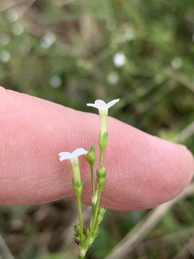 Cordylostigma virgatum, photographed by Dave Richardson