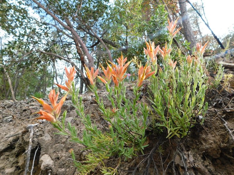 Castilleja rhizomata, photographed by Jonathan Rodriguez