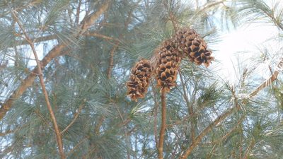 Pinus strobiformis, photographed by Jonathan Rodriguez