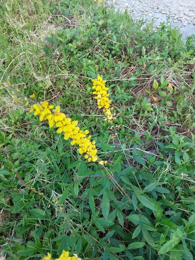 Crotalaria trichotoma, photographed by 胡正恆(Jackson Hu)