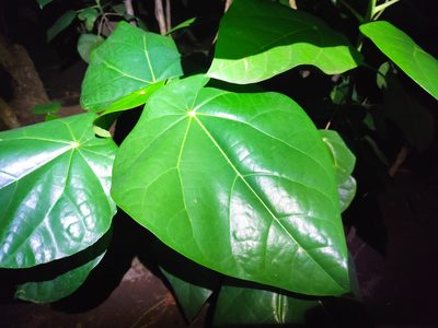 Hernandia nymphaeifolia