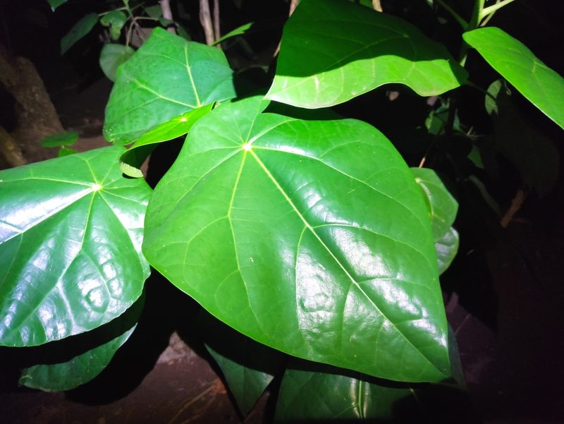Hernandia nymphaeifolia, photographed by Augustin Soulard