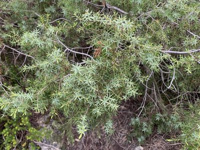 Juniperus oxycedrus, photographed by Katrin Simon