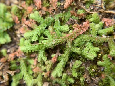 Selaginella denticulata, photographed by Katrin Simon