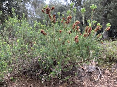 Erica multiflora, photographed by Katrin Simon