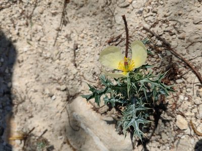 Argemone ochroleuca, photographed by Eugenio Padilla
