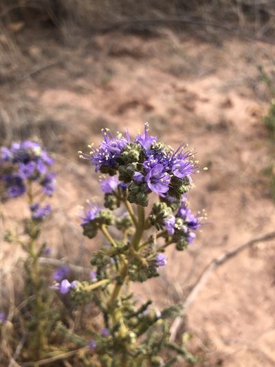Phacelia corrugata, photographed by Aaron Sidder