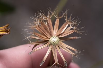 Hyoseris radiata, photographed by Eleftherios Katsillis