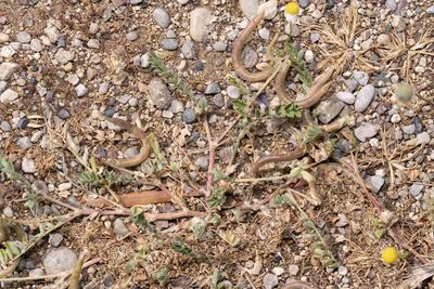 Astragalus hamosus, photographed by Eleftherios Katsillis