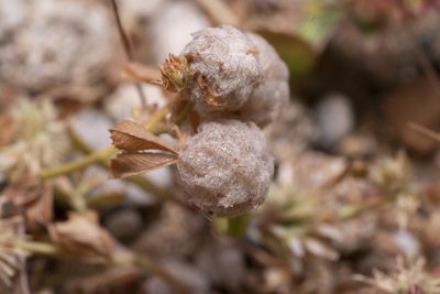 Trifolium tomentosum, photographed by Eleftherios Katsillis