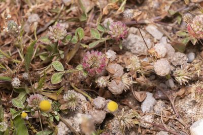 Trifolium argutum, photographed by Eleftherios Katsillis