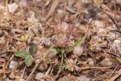 Trifolium argutum, photographed by Eleftherios Katsillis