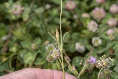 Silene nocturna, photographed by Eleftherios Katsillis