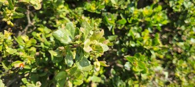 Baccharis pilularis, photographed by Amthinkia