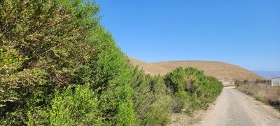 Baccharis pilularis, photographed by Amthinkia