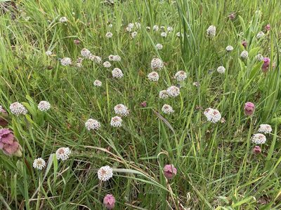 Lepidium heterophyllum, photographed by Caleb Catto