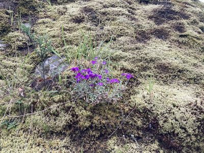 Aubrieta deltoidea, photographed by Caleb Catto