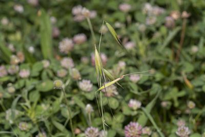 Avena sterilis, photographed by Eleftherios Katsillis