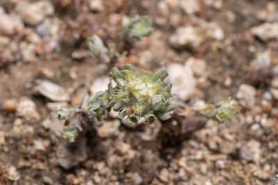 Filago pyramidata, photographed by Eleftherios Katsillis