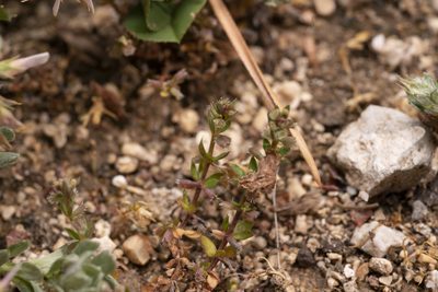Galium murale, photographed by Eleftherios Katsillis