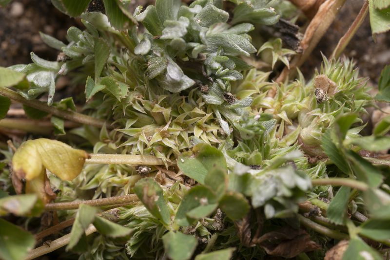 Trifolium suffocatum, photographed by Eleftherios Katsillis