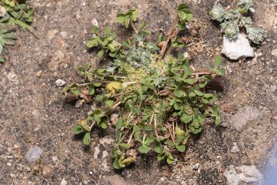 Trifolium suffocatum, photographed by Eleftherios Katsillis