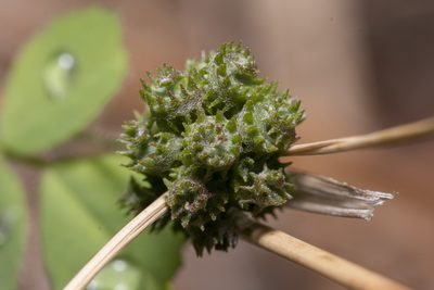 Medicago coronata, photographed by Eleftherios Katsillis