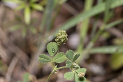 Medicago coronata, photographed by Eleftherios Katsillis