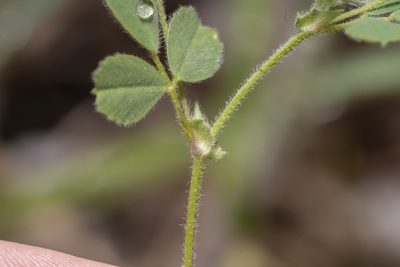 Medicago coronata, photographed by Eleftherios Katsillis
