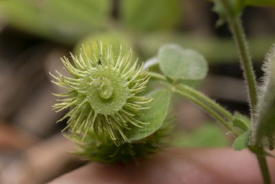 Medicago disciformis, photographed by Eleftherios Katsillis