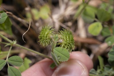 Medicago disciformis, photographed by Eleftherios Katsillis