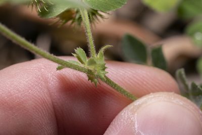 Medicago disciformis, photographed by Eleftherios Katsillis