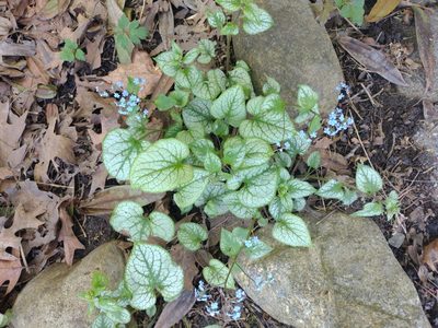 Brunnera macrophylla, photographed by lucky